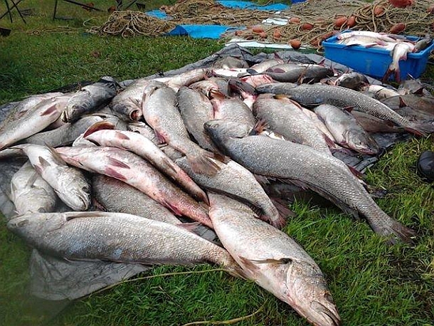 Carnage continues as recs face tighter bag limits